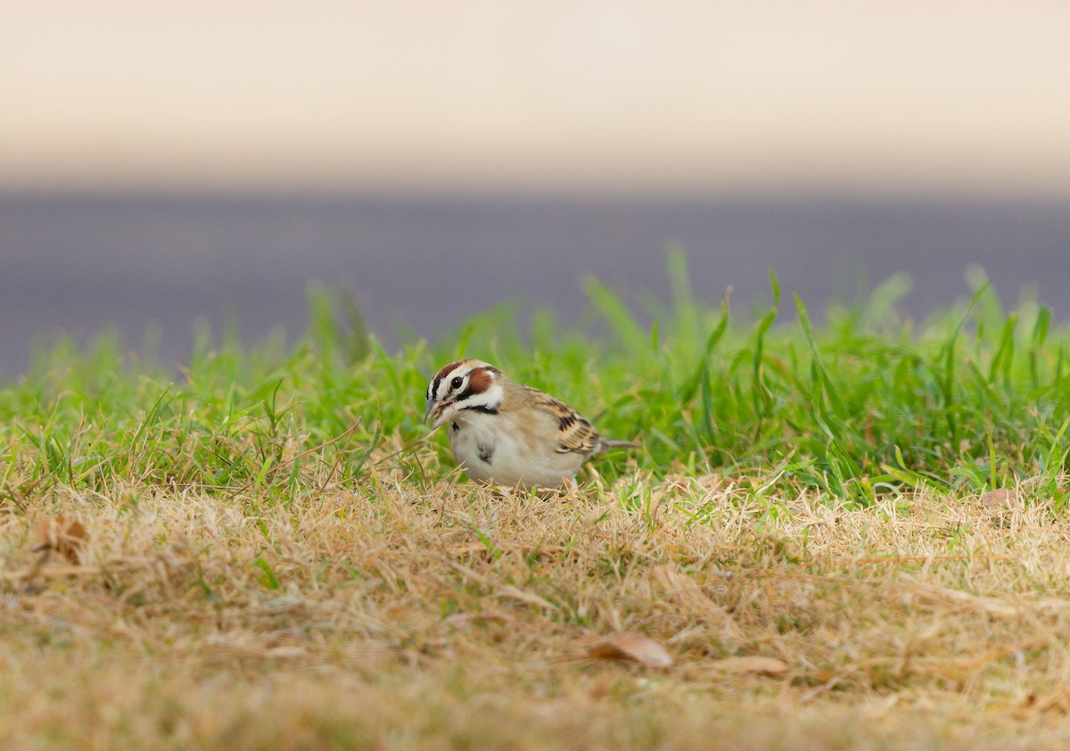 Rainammer - ML647275830