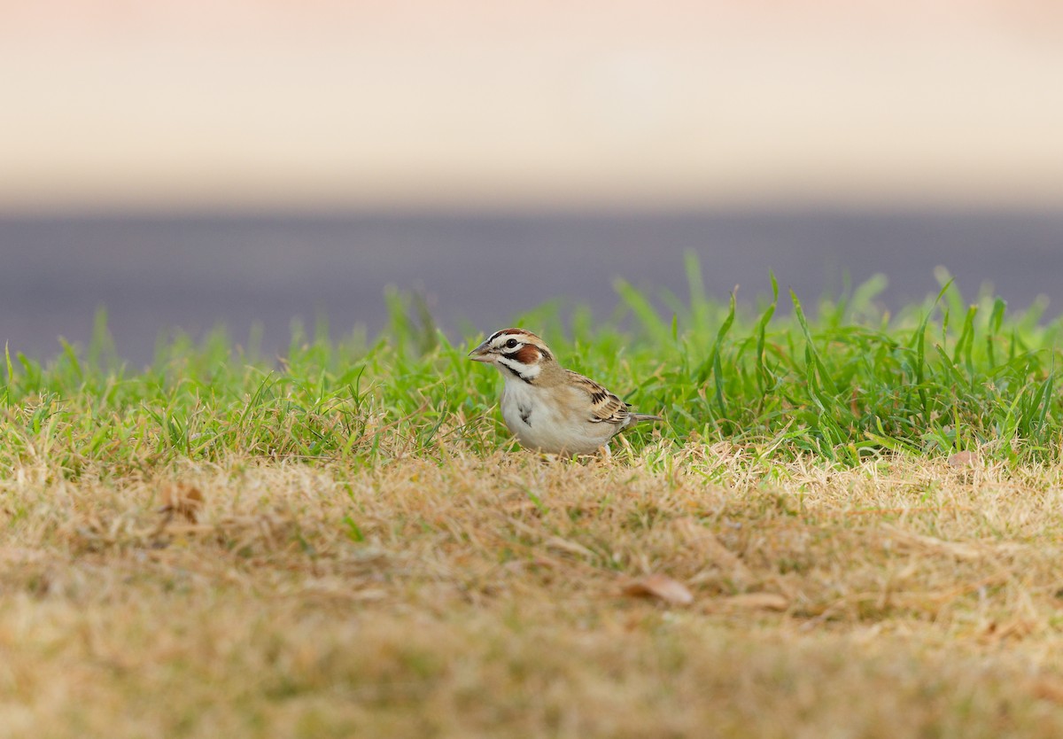 Rainammer - ML647275831