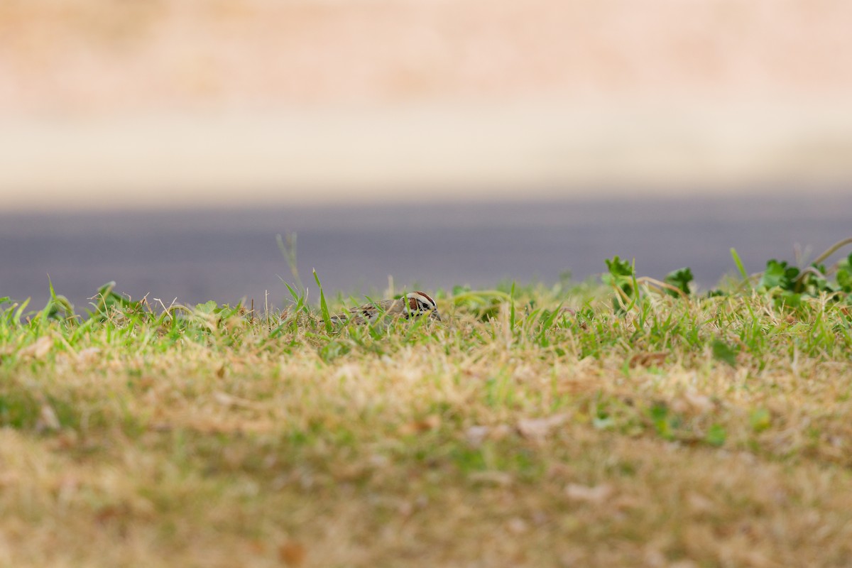 Rainammer - ML647275832