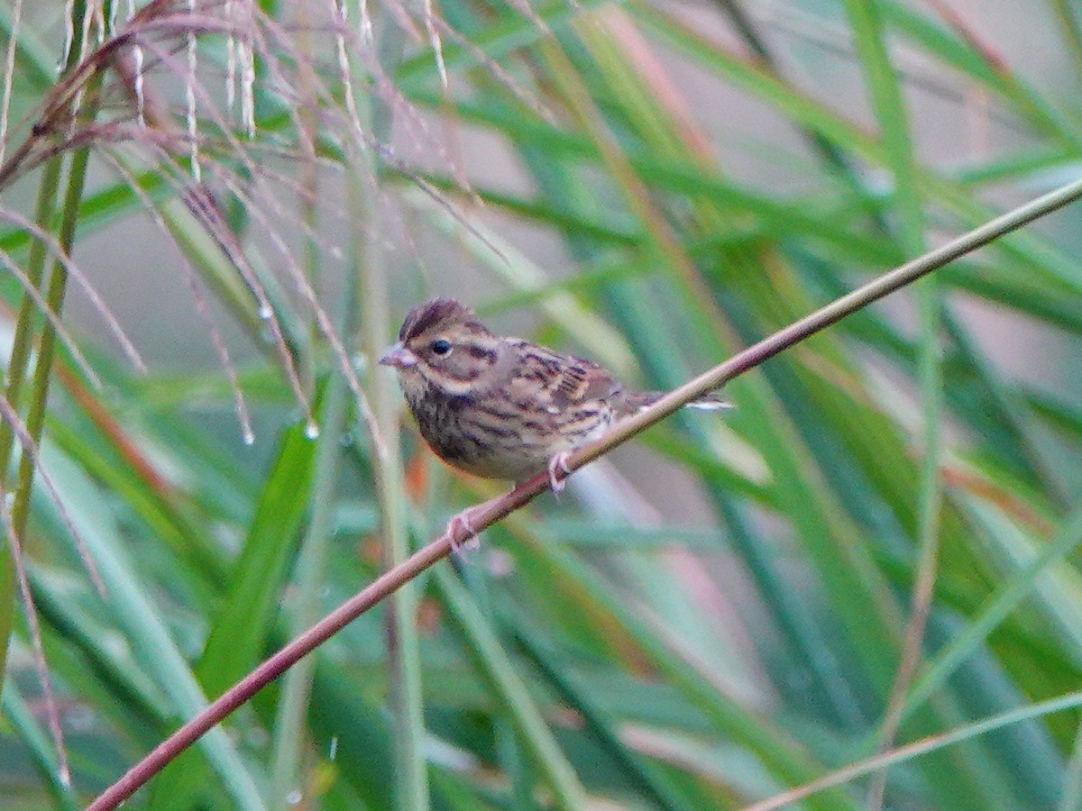 Black-faced Bunting - ML647275839