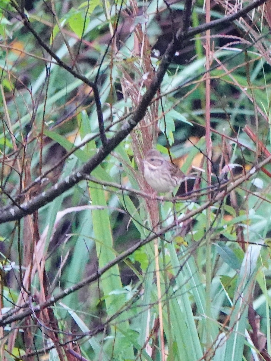Black-faced Bunting - ML647275840