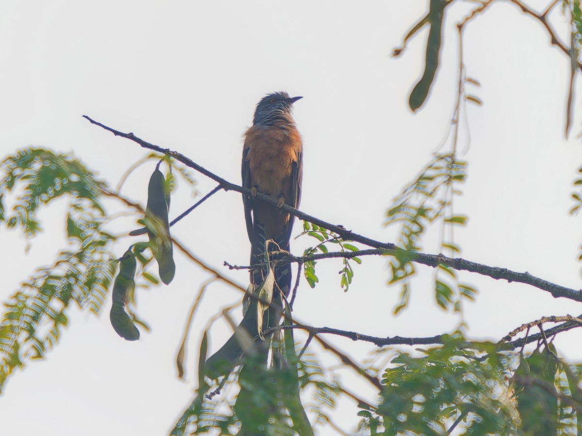 Plaintive Cuckoo - ML647275853