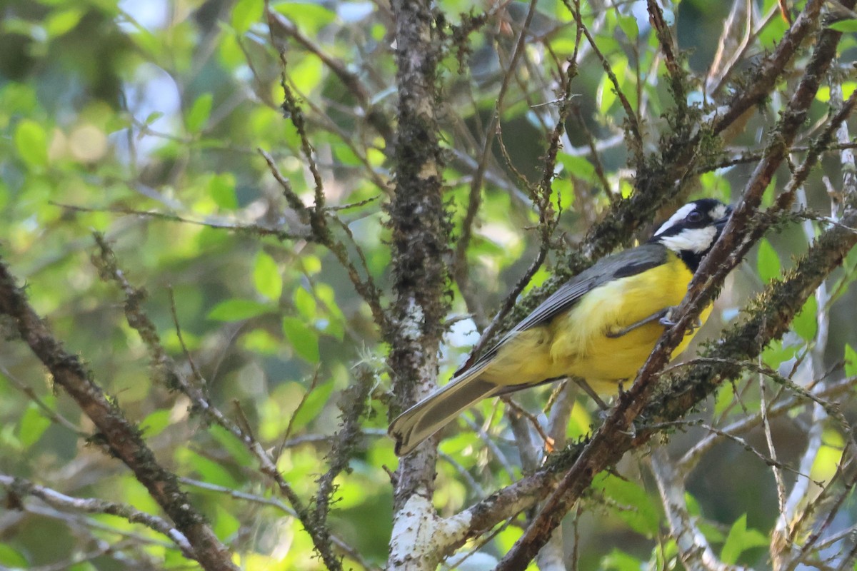 Eastern Shrike-tit - ML647275889