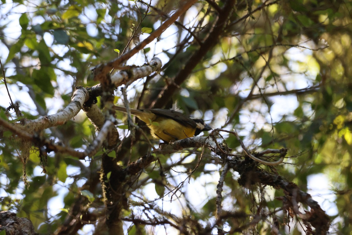 Eastern Shrike-tit - ML647275892