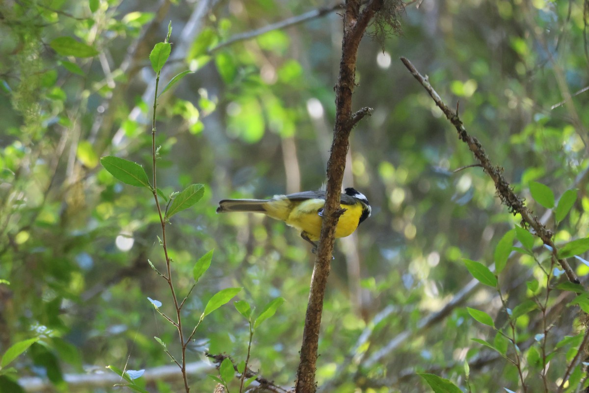 Eastern Shrike-tit - ML647275894