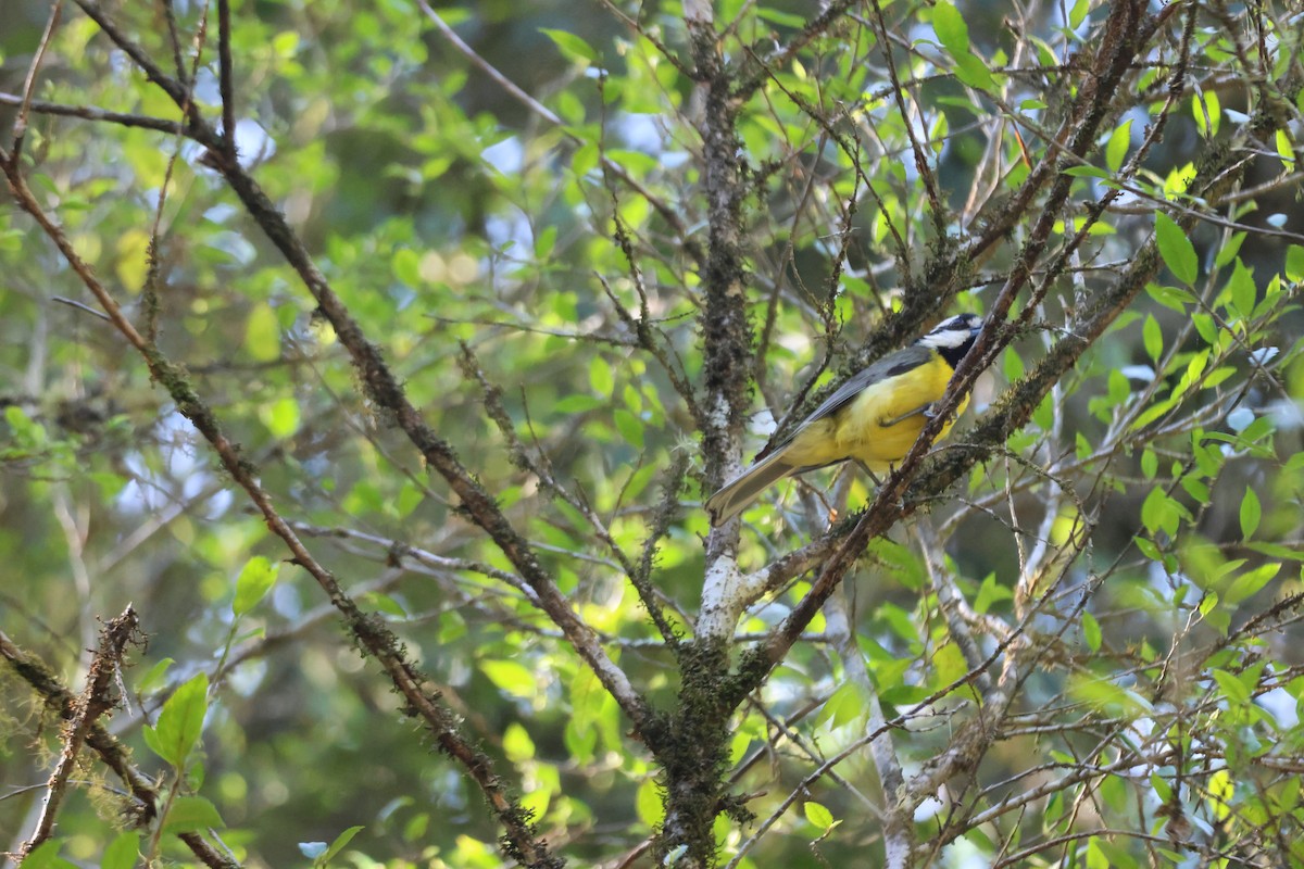 Eastern Shrike-tit - ML647275895