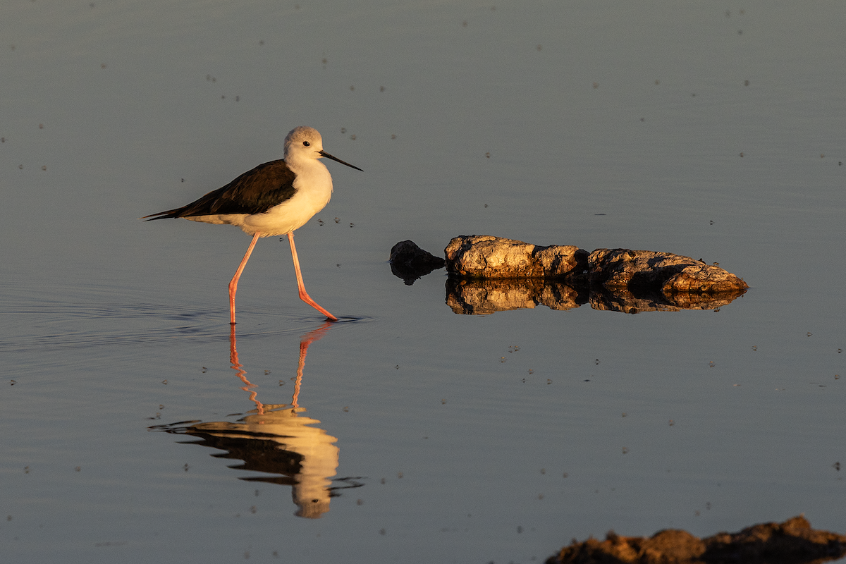 Black-winged Stilt - ML647275897
