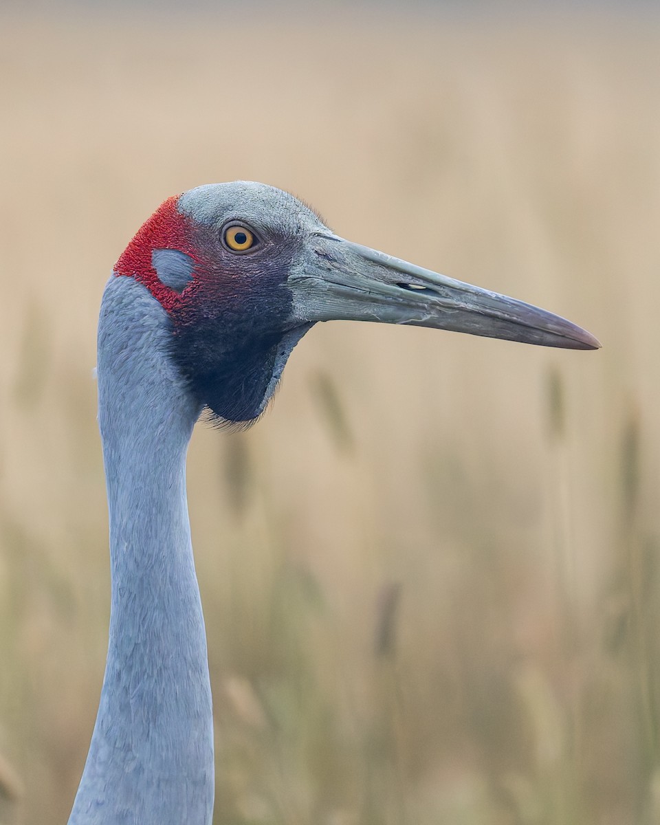 Brolga - ML647275904