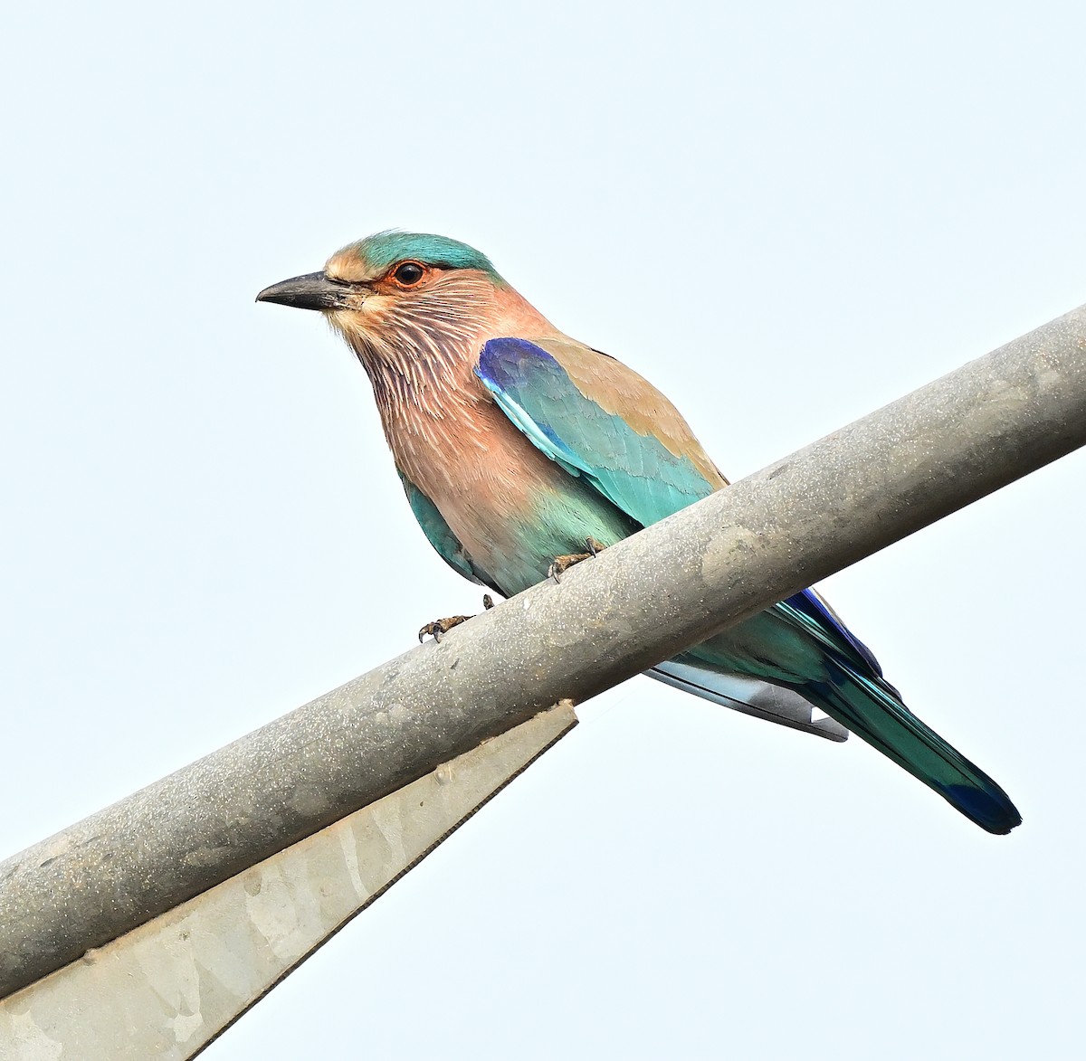 Indian Roller - ML647275906