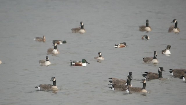 Mestolone - ML647275911