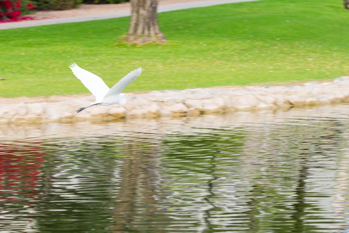 Garceta Grande - ML647275912