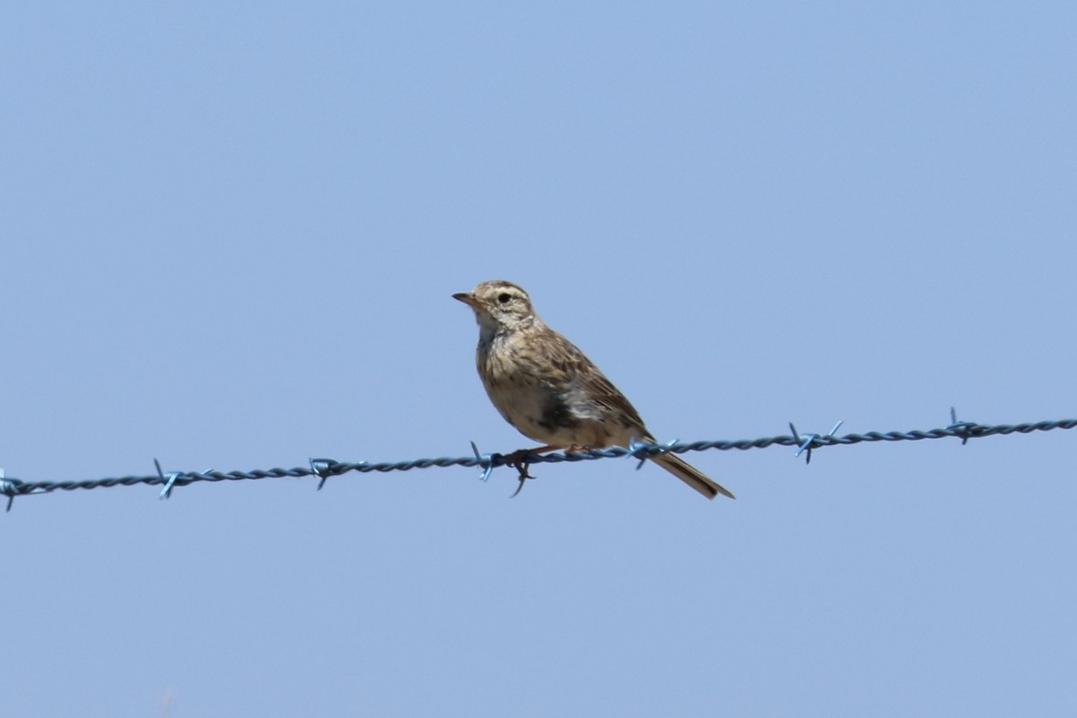 Australian Pipit - ML647275914
