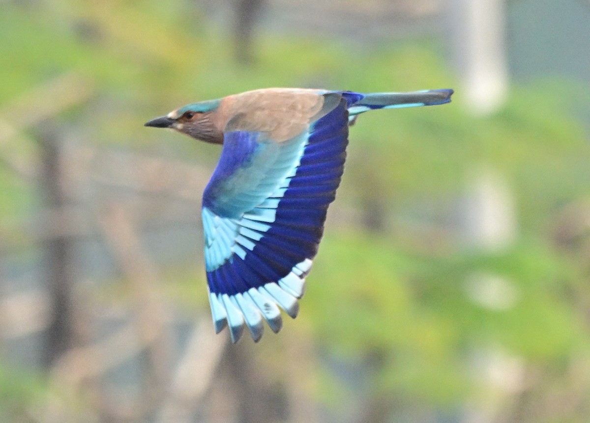 Indian Roller - ML647275916