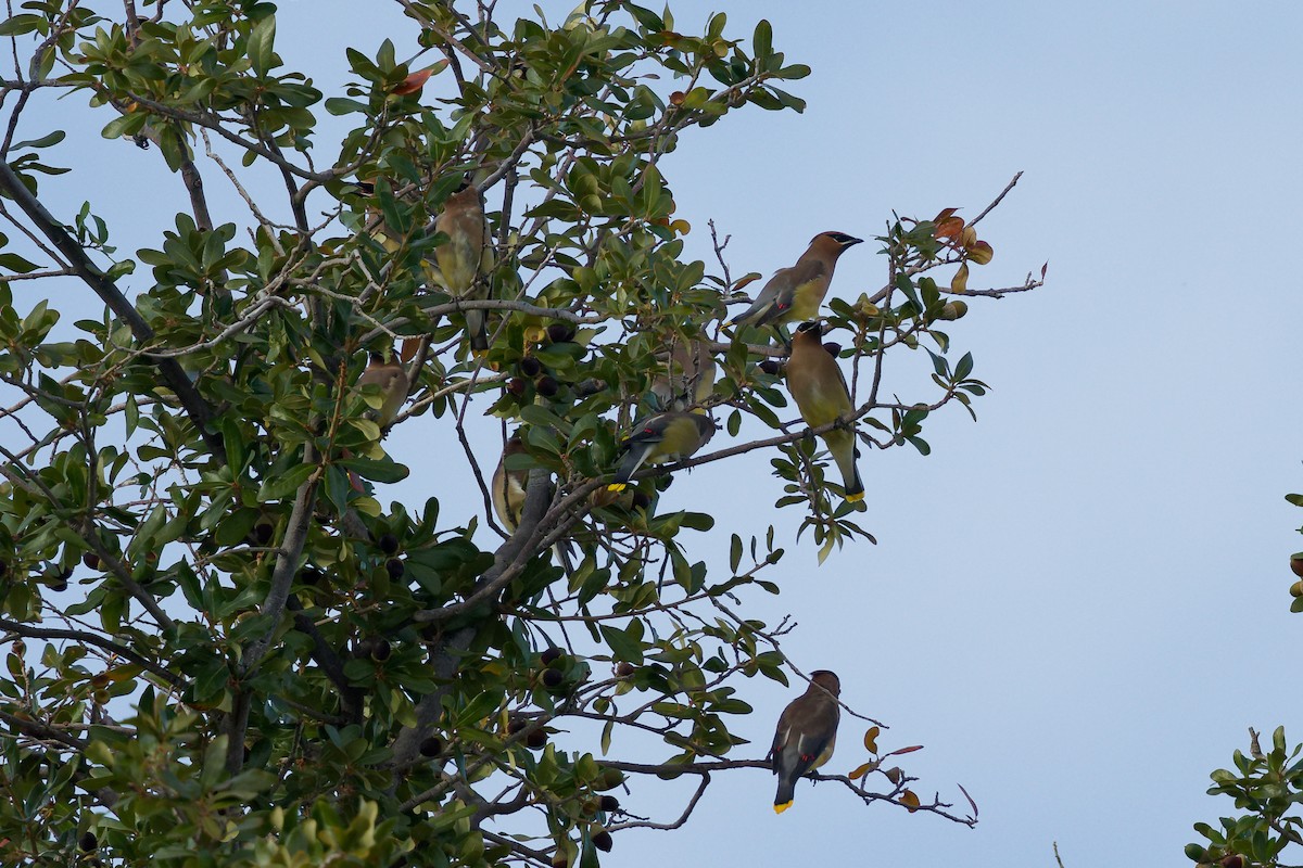Cedar Waxwing - ML647275917