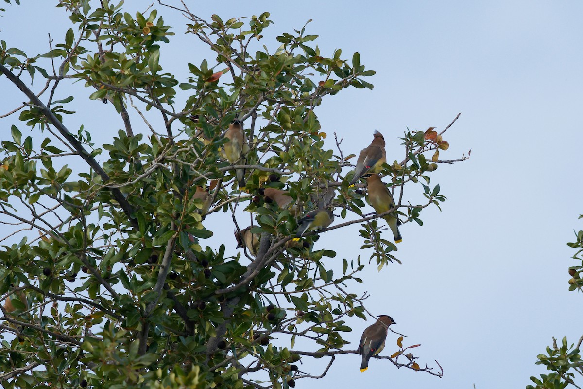 Cedar Waxwing - ML647275918