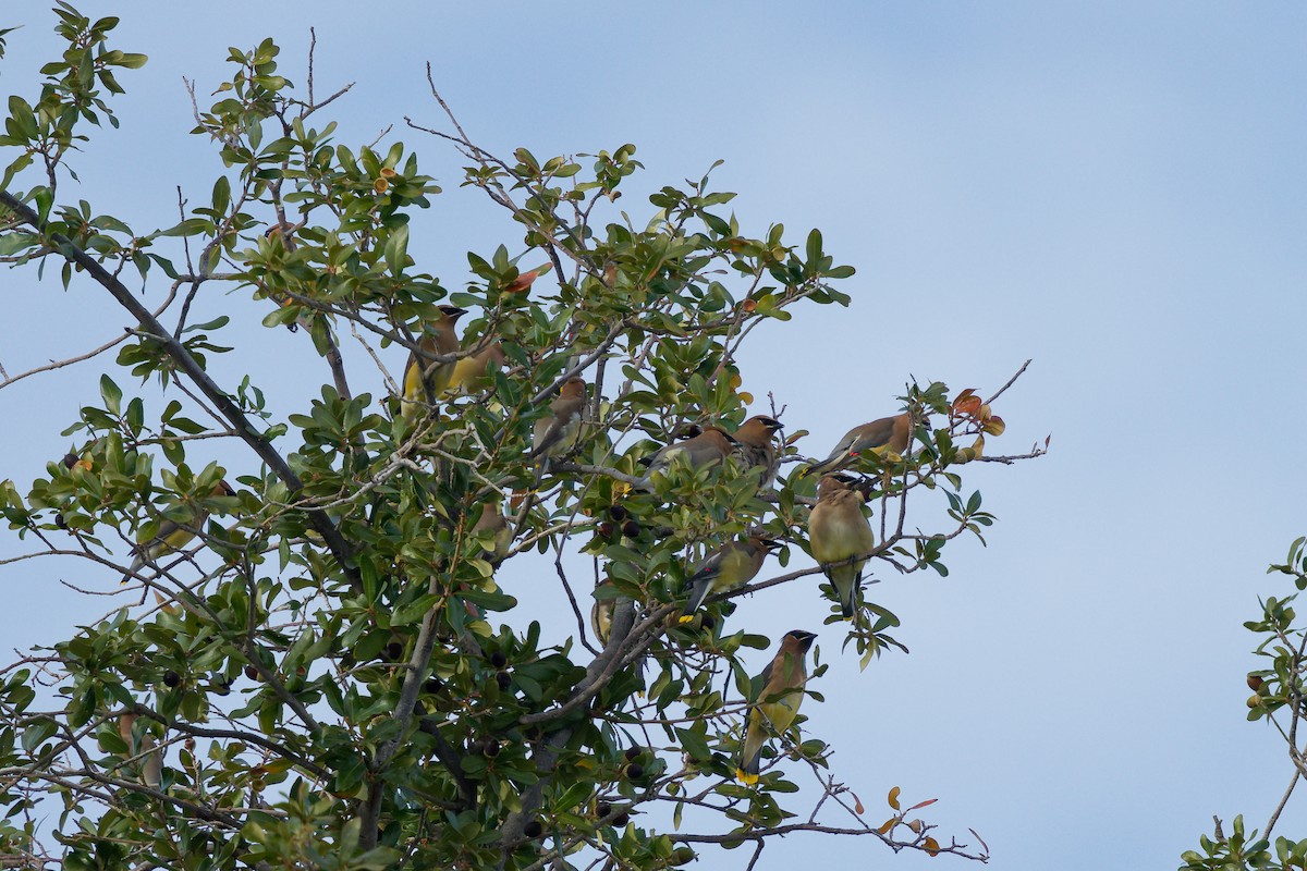 Cedar Waxwing - ML647275919