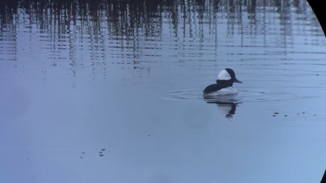 ヒメハジロ - ML647275948