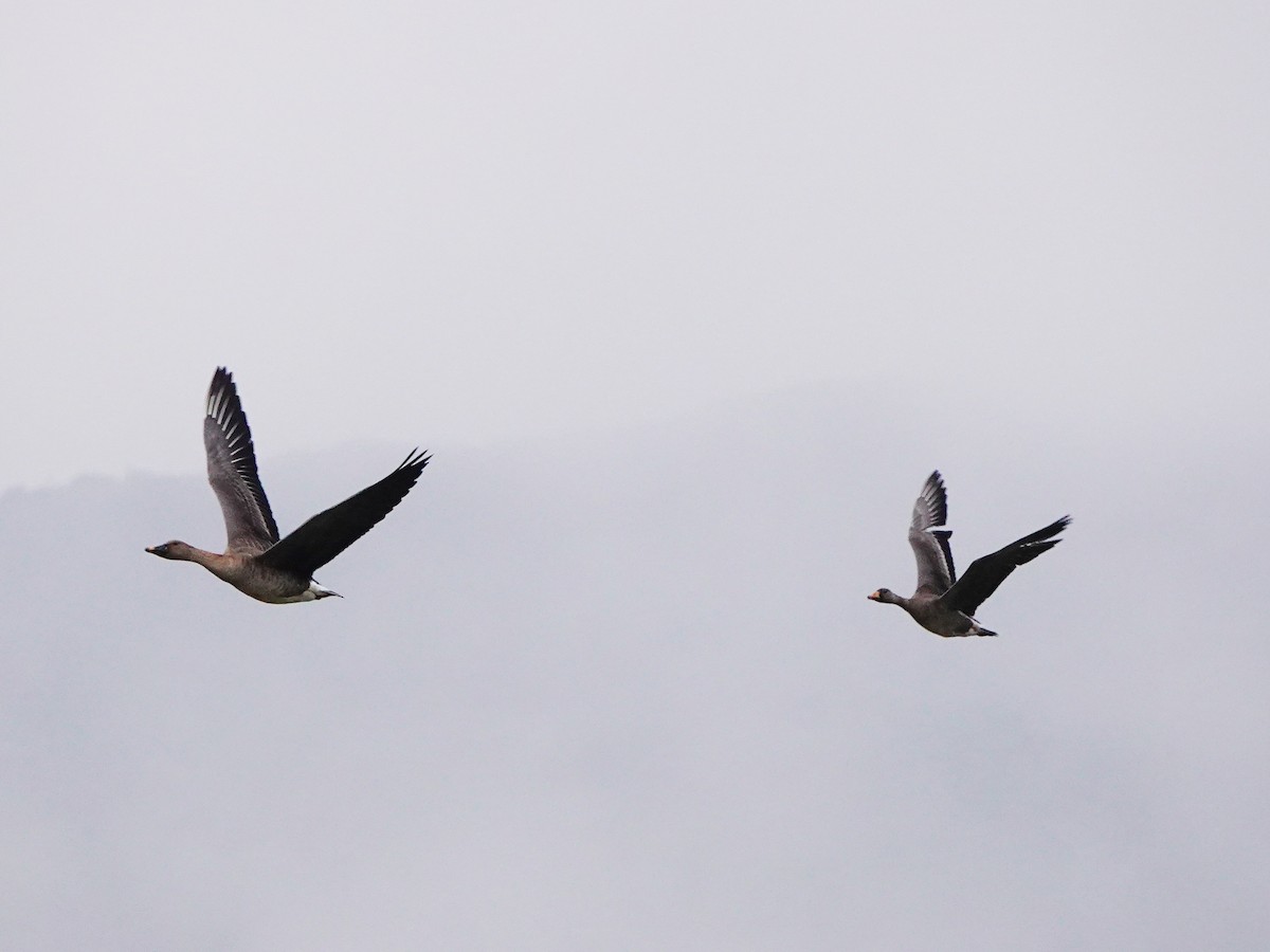 Greater White-fronted Goose - ML647275960