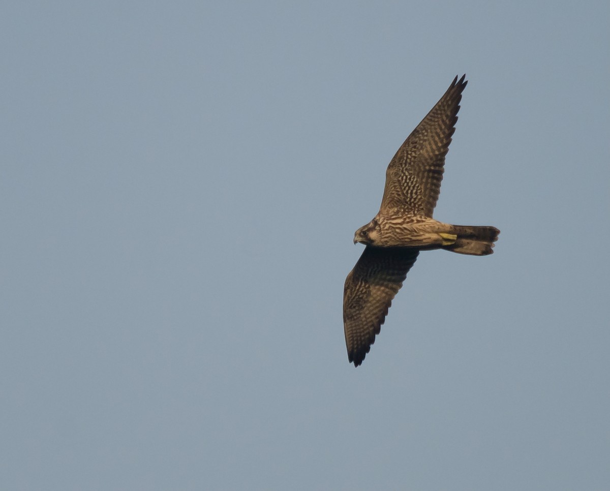 Peregrine Falcon - ML647275963
