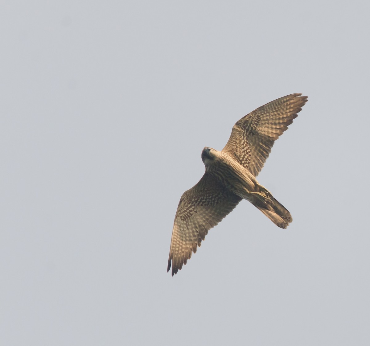 Peregrine Falcon - ML647275964