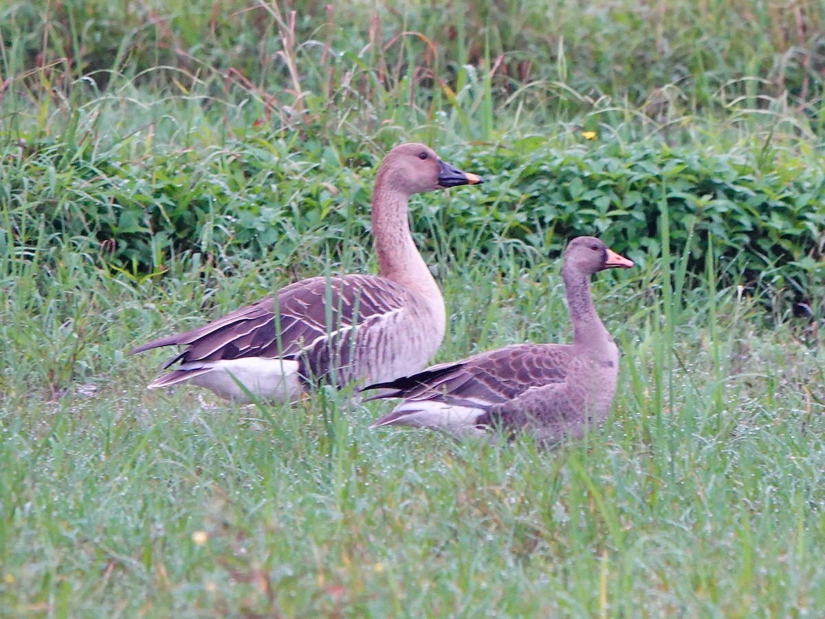Taiga Bean-Goose - ML647275971