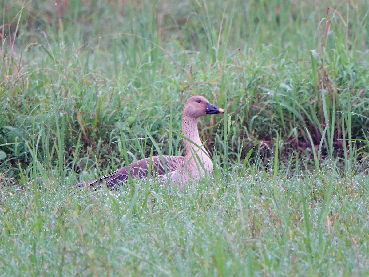 Taiga Bean-Goose - ML647275972