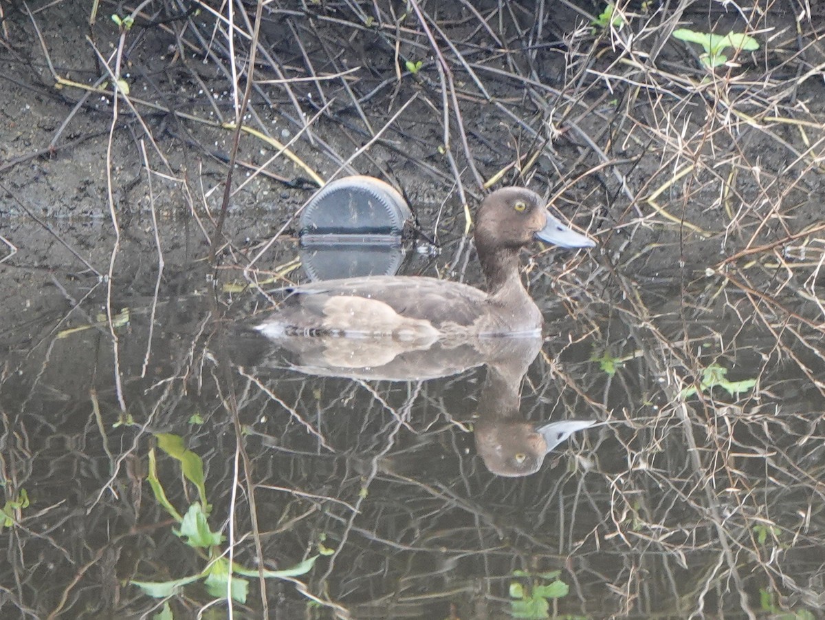 Tufted Duck - ML647275979