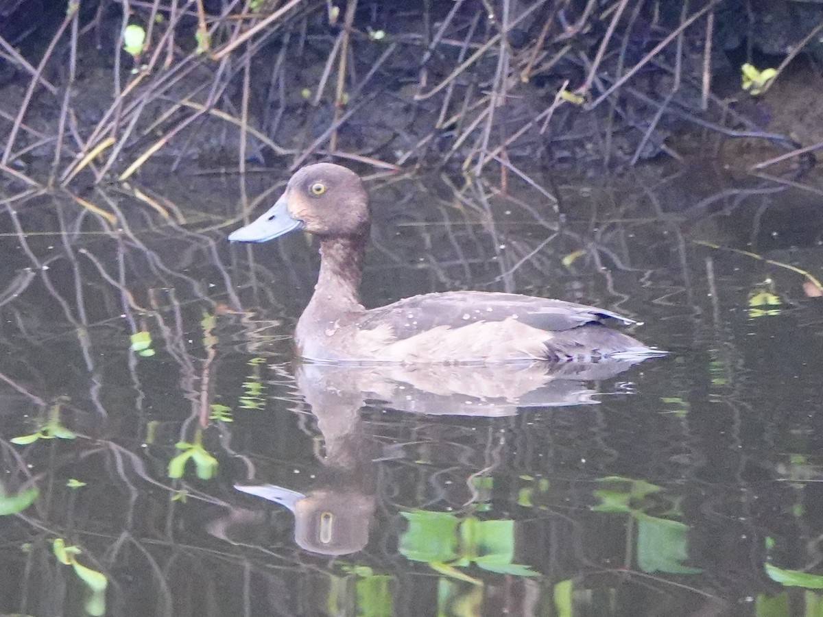 Tufted Duck - ML647275980