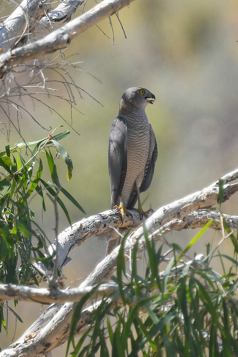Ошейниковый перепелятник - ML647275986