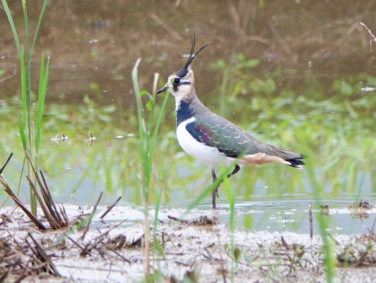 Northern Lapwing - ML647276002