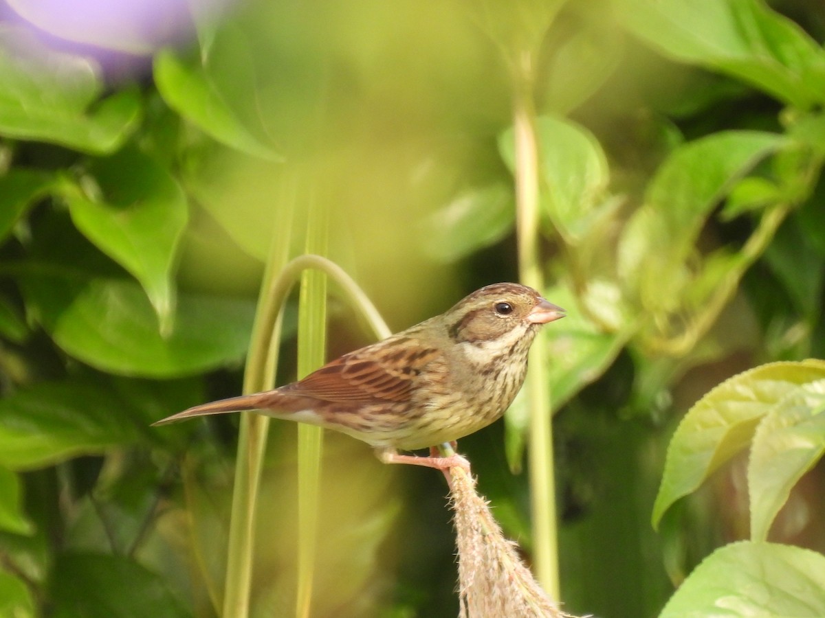 Black-faced Bunting - ML647276005