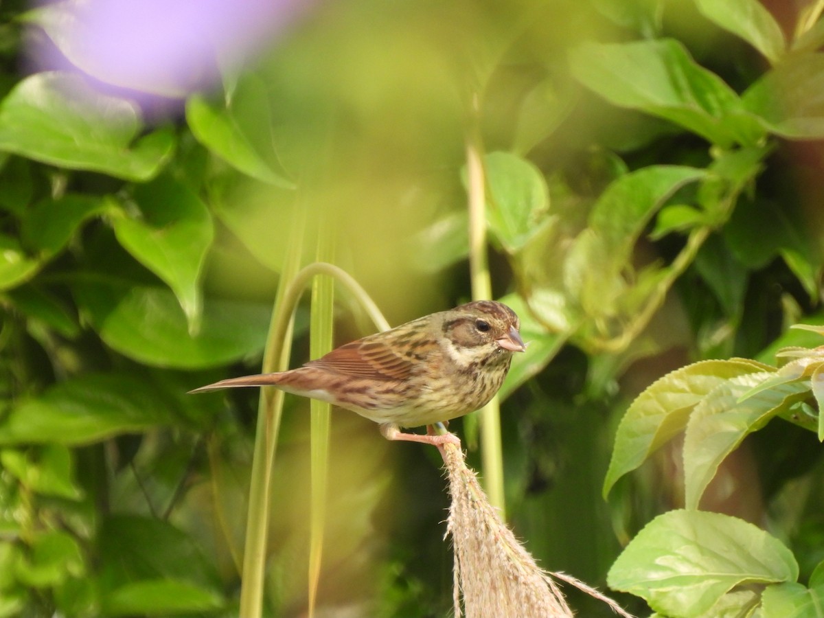 Black-faced Bunting - ML647276006
