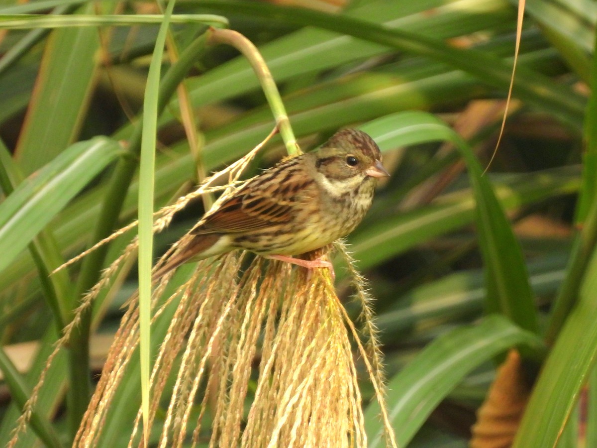 Black-faced Bunting - ML647276007