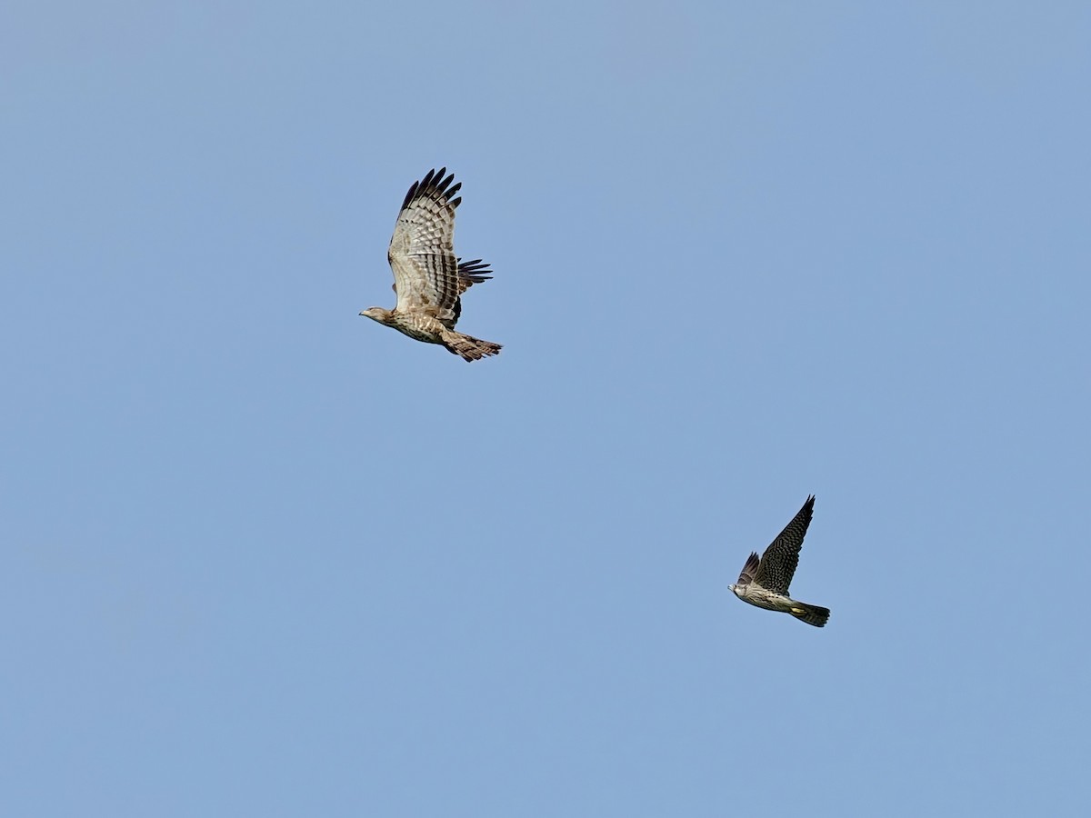 Peregrine Falcon - ML647276028