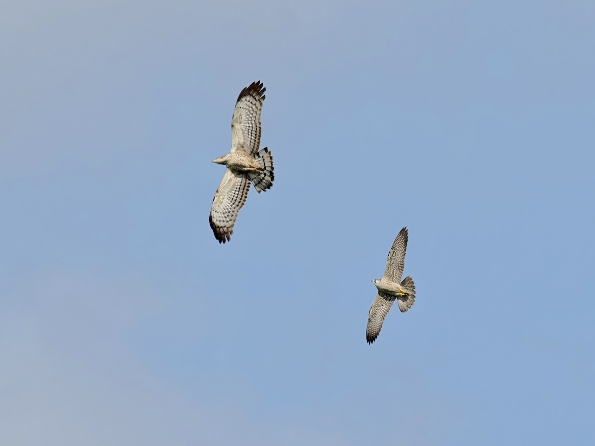 Peregrine Falcon - ML647276029