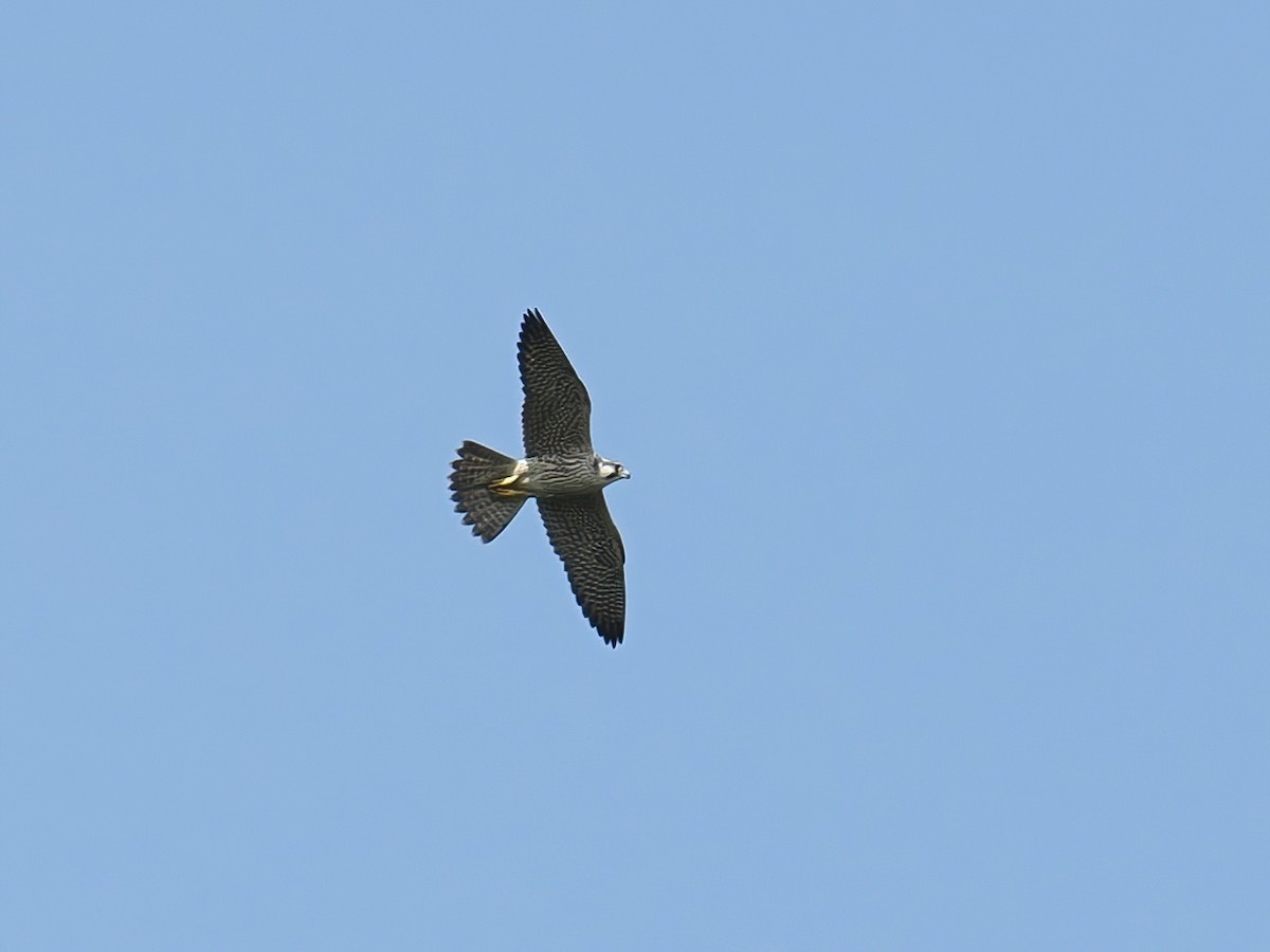 Peregrine Falcon - ML647276030