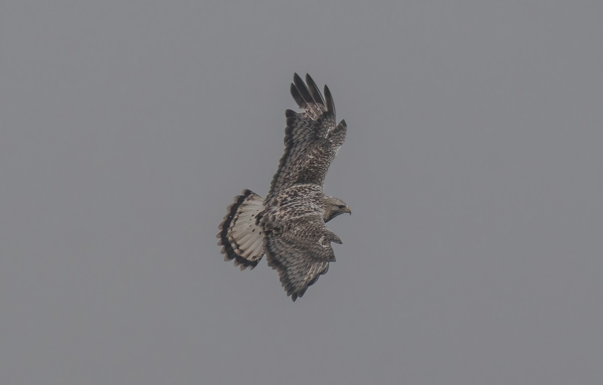 Rough-legged Hawk - ML647276041