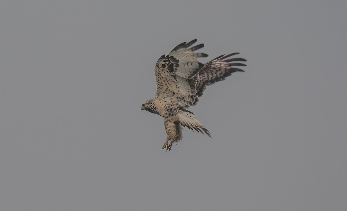Rough-legged Hawk - ML647276042