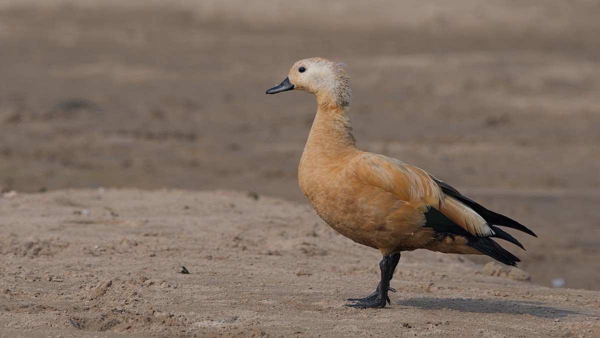 Ruddy Shelduck - ML647276047