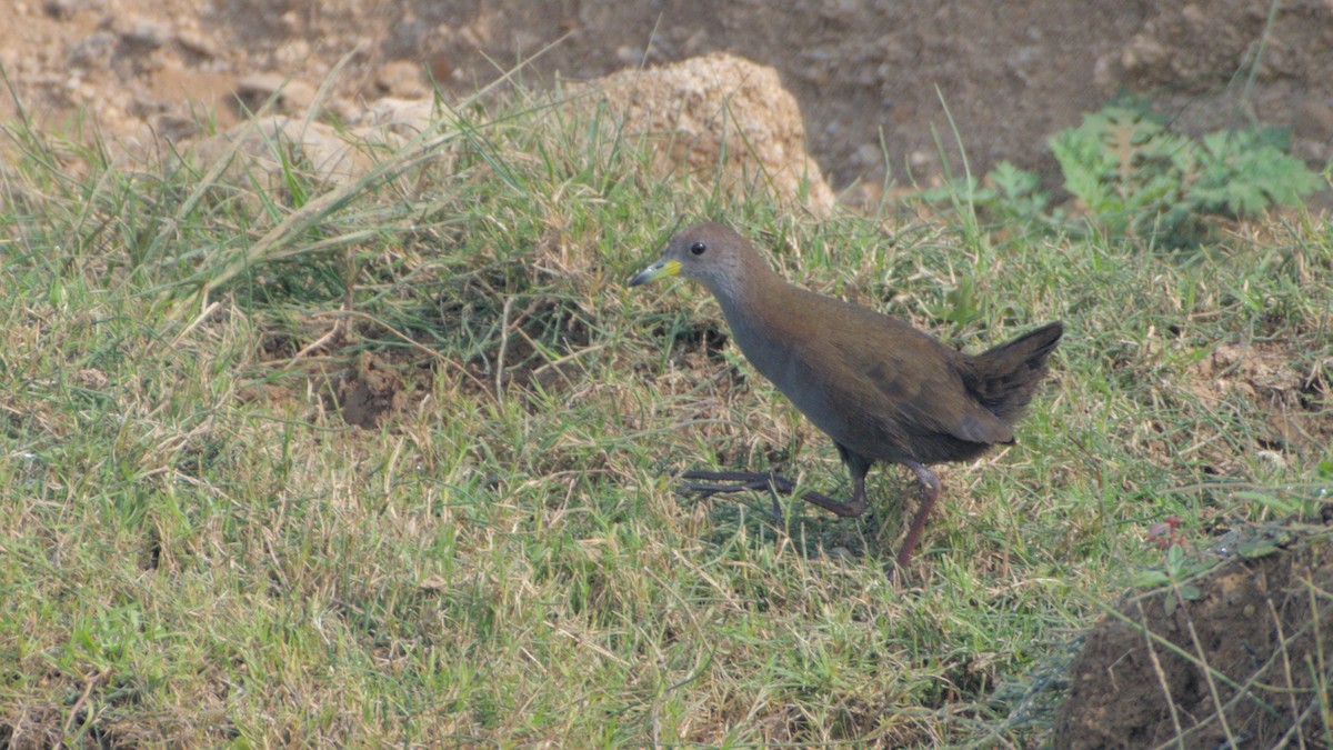 Brown Crake - ML647276067