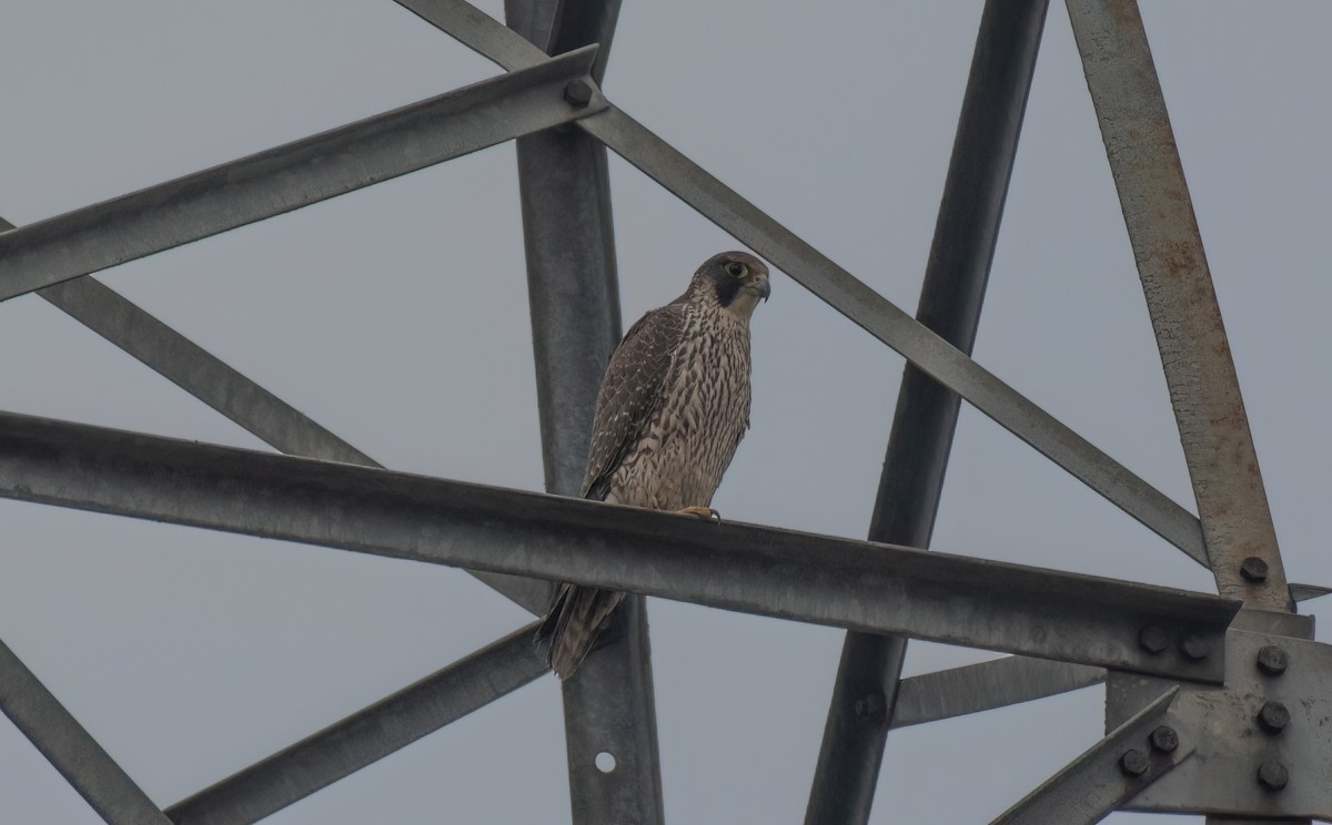 Peregrine Falcon - ML647276072