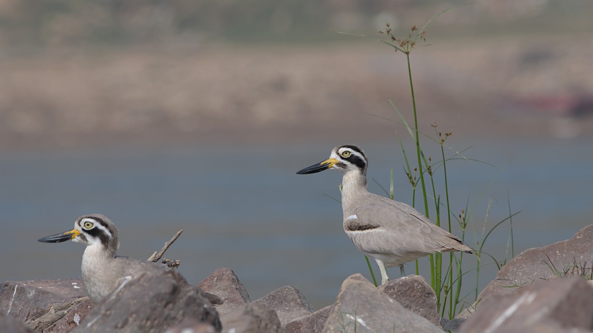 Grand Oedicnème - ML647276081