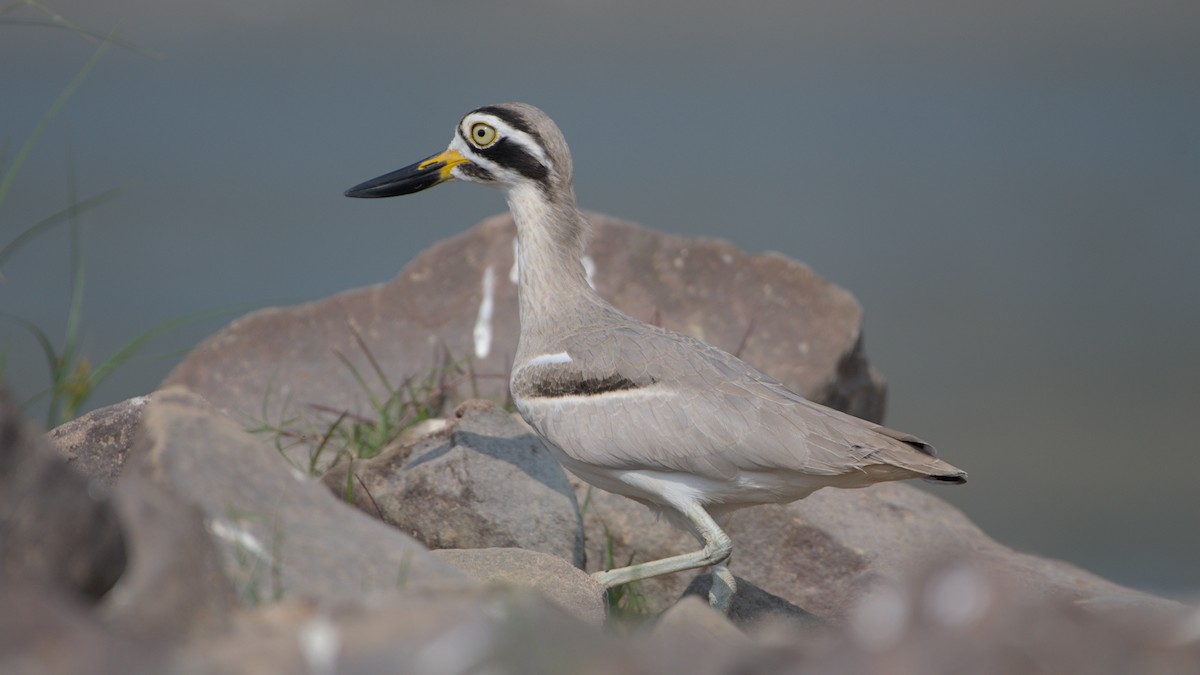 Grand Oedicnème - ML647276082