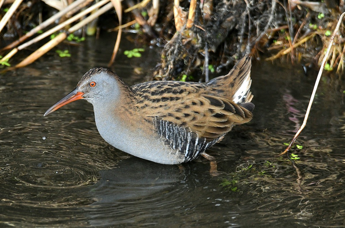 Sukılavuzu - ML647276097