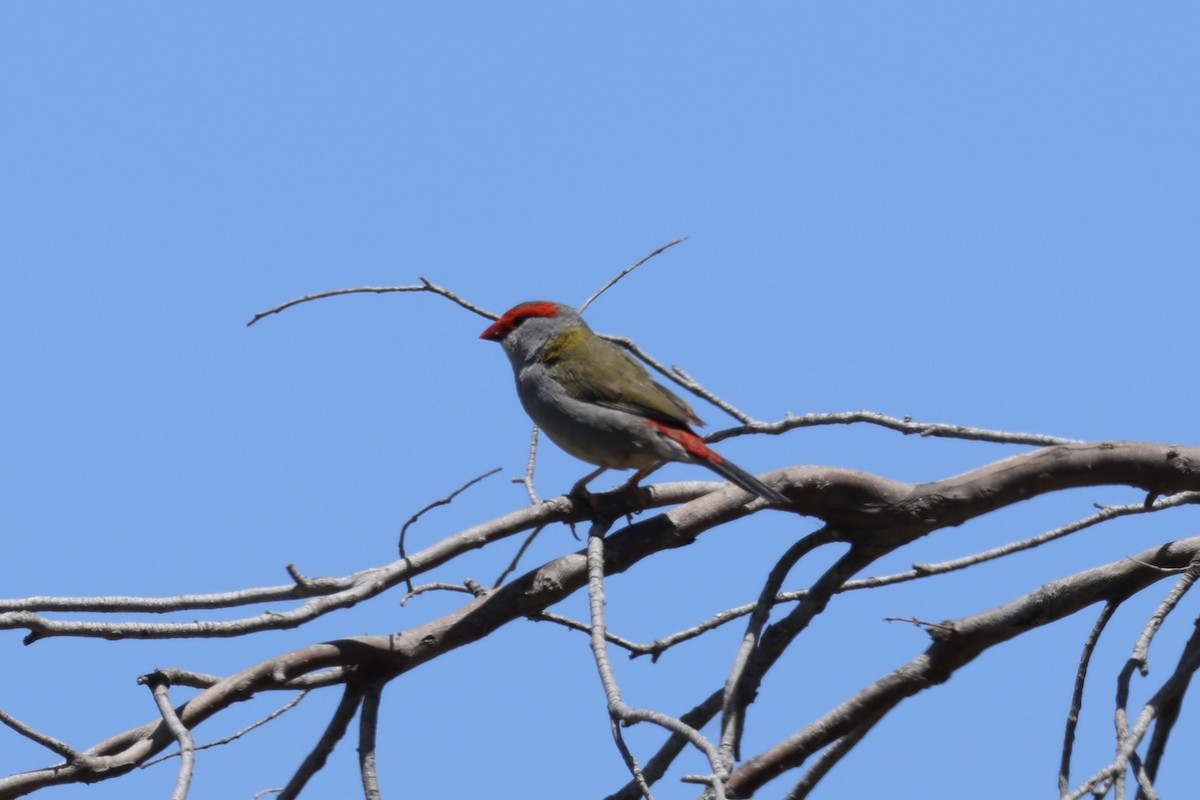 Red-browed Firetail - ML647276115