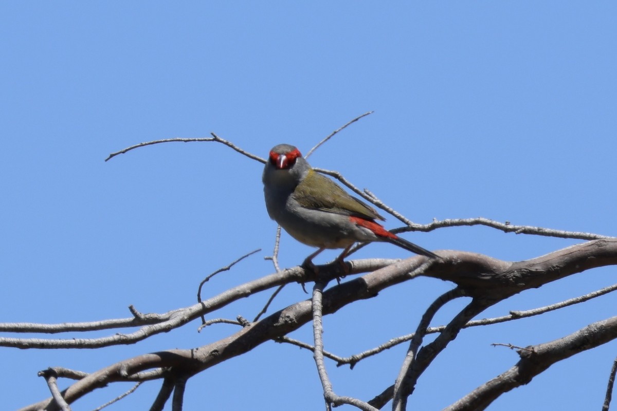Red-browed Firetail - ML647276116