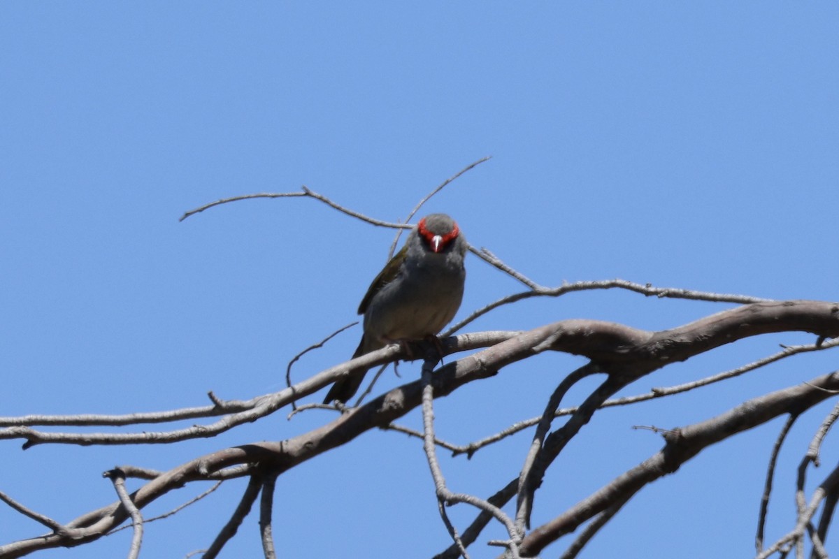 Red-browed Firetail - ML647276117