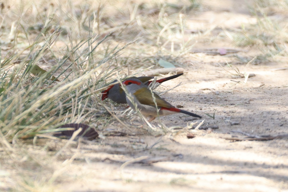 Red-browed Firetail - ML647276118