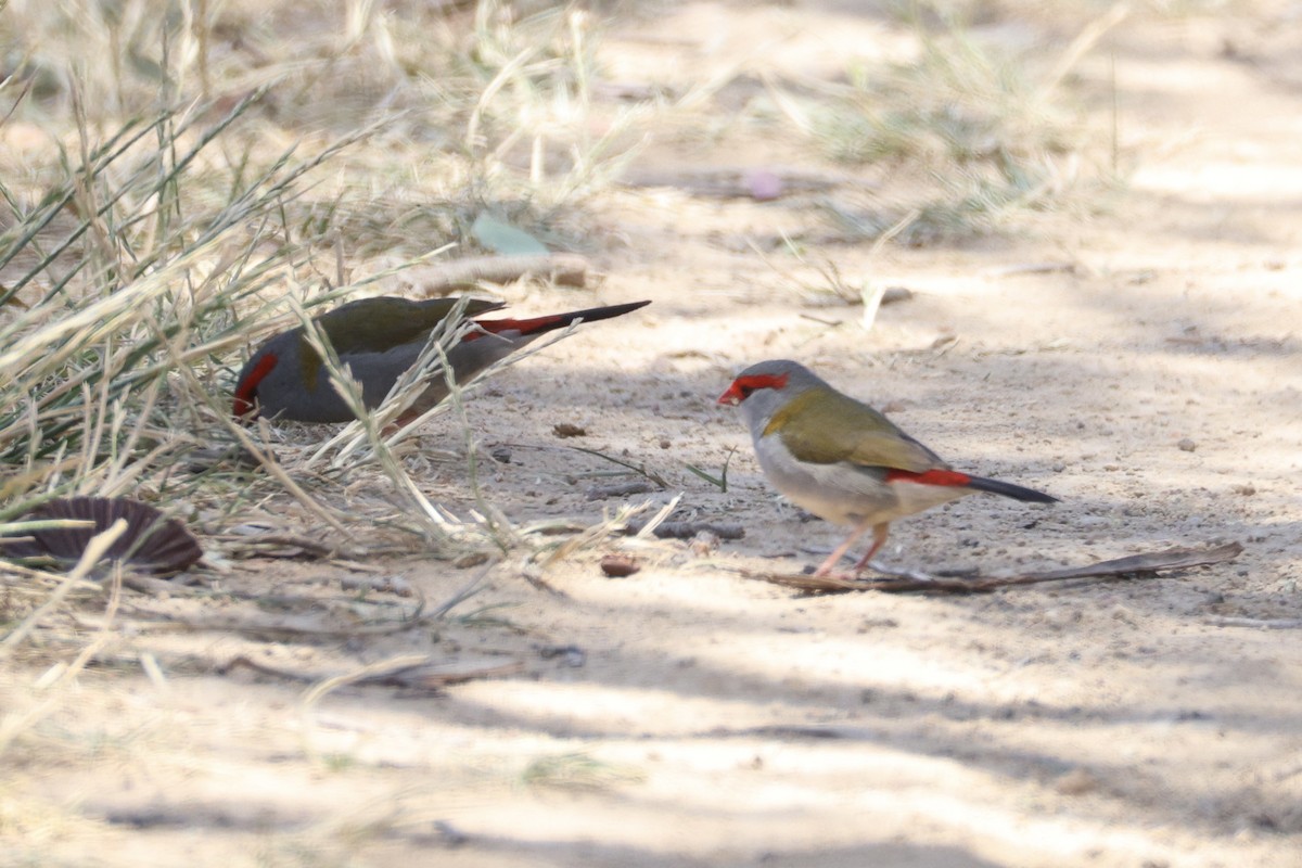 Red-browed Firetail - ML647276119