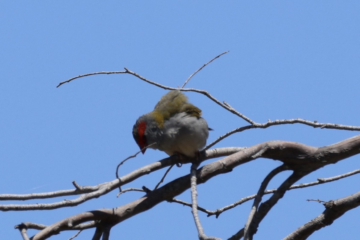 Red-browed Firetail - ML647276120